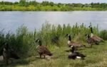 wetland