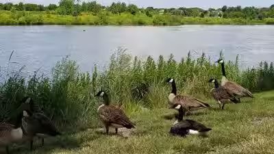 wetland