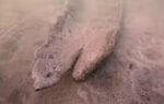 wisconsin diver finds 17 foot canoe underwater radiocarbon dating puts it at 1000 years